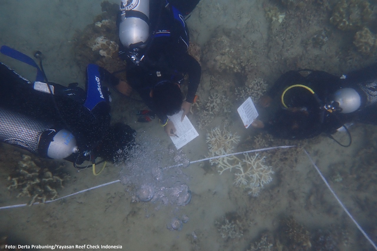 Terumbu karang merupakan ekosistem laut yang sangat penting, tidak hanya bagi kelangsungan hidup berbagai spesies laut, tetapi juga bagi kehidupan manusia. Di Indonesia, yang dikenal sebagai negara kepulauan dengan keanekaragaman hayati yang luar biasa, terumbu karang menjadi salah satu sumber daya alam yang harus dijaga kelestariannya. Badan Karantina Perikanan dan Pengendalian Mutu (KKP) secara aktif melibatkan masyarakat dalam upaya pelestarian terumbu karang. Kolaborasi ini diharapkan dapat menciptakan kesadaran dan tanggung jawab bersama dalam menjaga keanekaragaman hayati laut, serta mendukung pencapaian tujuan pembangunan berkelanjutan. Dalam artikel ini, kita akan membahas bagaimana KKP melibatkan masyarakat dalam pelestarian terumbu karang, serta pentingnya peran masyarakat dalam menjaga ekosistem ini. 1. Pentingnya Terumbu Karang Bagi Ekosistem dan Kehidupan Manusia Terumbu karang berfungsi sebagai pelindung pantai dan habitat bagi berbagai organisme laut. Mereka juga berperan penting dalam mendukung sektor perikanan dan pariwisata. Terumbu karang menyediakan tempat berlindung dan tempat berkembang biak bagi banyak spesies ikan dan organisme lain. Selain itu, keindahan terumbu karang menjadi daya tarik bagi wisatawan, sehingga mendukung perekonomian lokal. Dengan demikian, pelestarian terumbu karang bukan hanya penting untuk keberlangsungan ekosistem, tetapi juga untuk kesejahteraan masyarakat yang bergantung pada sumber daya laut. Namun, terumbu karang menghadapi berbagai ancaman, seperti perubahan iklim, pencemaran, dan kegiatan penangkapan ikan yang tidak berkelanjutan. Hal ini mengakibatkan kerusakan yang signifikan pada ekosistem terumbu karang di seluruh dunia, termasuk di Indonesia. Oleh karena itu, upaya pelestarian harus dilakukan secara intensif dan melibatkan semua pihak, termasuk masyarakat lokal. KKP memahami pentingnya kolaborasi ini dan berusaha untuk mengedukasi masyarakat tentang nilai dan fungsi terumbu karang. Dengan melibatkan masyarakat, diharapkan mereka dapat memahami dan menyadari pentingnya menjaga kelestarian terumbu karang, serta berkontribusi aktif dalam upaya pelestarian. 2. Program KKP Dalam Melibatkan Masyarakat KKP telah meluncurkan berbagai program yang bertujuan untuk melibatkan masyarakat dalam pelestarian terumbu karang. Salah satu program yang signifikan adalah program penyuluhan dan pendidikan masyarakat. Dalam program ini, KKP bekerja sama dengan berbagai lembaga swadaya masyarakat (LSM) dan komunitas lokal untuk mengadakan pelatihan dan workshop tentang cara menjaga terumbu karang. Melalui kegiatan ini, masyarakat diajarkan mengenai teknik konservasi yang dapat mereka terapkan, seperti pembuatan terumbu karang buatan dan pengelolaan ikan berkelanjutan. Selain itu, KKP juga mendukung kegiatan penelitian yang melibatkan masyarakat untuk memantau kesehatan terumbu karang. Dengan cara ini, masyarakat tidak hanya menjadi objek konservasi, tetapi juga subjek yang aktif terlibat dalam proses pelestarian. Program lain yang dijalankan adalah program penanaman terumbu karang. KKP mengajak masyarakat untuk berpartisipasi dalam kegiatan penanaman terumbu karang di lokasi-lokasi yang telah ditentukan. Kegiatan ini tidak hanya bermanfaat untuk meningkatkan populasi terumbu karang, tetapi juga membangun rasa memiliki dan tanggung jawab terhadap lingkungan laut di kalangan masyarakat. KKP juga mendukung pembentukan kelompok masyarakat yang peduli akan pelestarian terumbu karang. Kelompok ini berfungsi sebagai wadah bagi masyarakat untuk berbagi pengetahuan, pengalaman, dan strategi dalam menjaga terumbu karang. Dengan adanya kelompok ini, diharapkan masyarakat bisa lebih terorganisir dan memiliki kekuatan lebih dalam melestarikan ekosistem laut. 3. Dampak Positif Keterlibatan Masyarakat Keterlibatan masyarakat dalam pelestarian terumbu karang membawa berbagai dampak positif, baik bagi lingkungan maupun bagi masyarakat itu sendiri. Salah satu dampak positif yang paling terlihat adalah meningkatnya kesadaran masyarakat akan pentingnya menjaga ekosistem laut. Dengan mendapatkan pendidikan dan pengalaman langsung melalui program-program KKP, masyarakat mulai memahami manfaat terumbu karang tidak hanya bagi lingkungan, tetapi juga bagi kehidupan mereka. Selain itu, keterlibatan masyarakat dalam pelestarian terumbu karang juga mendorong terciptanya lapangan kerja baru. Kegiatan seperti ekowisata, pemeliharaan terumbu karang, dan penelitian dapat menjadi sumber pendapatan bagi masyarakat lokal. Misalnya, pengembangan ekowisata berbasis terumbu karang menarik wisatawan untuk menikmati keindahan bawah laut, yang pada gilirannya memberikan keuntungan ekonomi bagi masyarakat setempat. Dampak positif lainnya adalah terciptanya hubungan yang lebih baik antara masyarakat dan pemerintah. Dengan adanya program-program yang melibatkan masyarakat, pemerintah mendapatkan dukungan dan partisipasi aktif dari masyarakat dalam upaya konservasi. Hal ini menciptakan sinergi antara pemerintah dan masyarakat yang sangat penting dalam mencapai tujuan pelestarian lingkungan. Keterlibatan masyarakat dalam pelestarian terumbu karang juga dapat meningkatkan ketahanan masyarakat terhadap perubahan iklim. Dengan memahami ekosistem laut dan bagaimana cara menjaga kelestariannya, masyarakat menjadi lebih siap menghadapi perubahan yang mungkin terjadi. Dengan demikian, pelestarian terumbu karang tidak hanya bermanfaat bagi lingkungan, tetapi juga meningkatkan kualitas hidup masyarakat. 4. Tantangan dan Solusi dalam Keterlibatan Masyarakat Meskipun banyak dampak positif dari keterlibatan masyarakat dalam pelestarian terumbu karang, terdapat tantangan yang harus dihadapi. Salah satu tantangan utama adalah kurangnya pemahaman dan pengetahuan masyarakat tentang pentingnya terumbu karang. Banyak masyarakat yang masih melihat laut sebagai sumber daya yang harus dimanfaatkan tanpa mempertimbangkan keberlanjutannya. Selain itu, ada juga tantangan terkait dengan sumber daya dan fasilitas yang ada. Dalam beberapa kasus, masyarakat tidak memiliki akses yang cukup terhadap alat dan teknologi yang dibutuhkan untuk melakukan pelestarian terumbu karang secara efektif. Keterbatasan dana juga menjadi masalah, terutama bagi masyarakat di daerah terpencil. Untuk mengatasi tantangan ini, KKP dan berbagai mitra perlu melakukan pendekatan yang lebih komprehensif. Salah satunya adalah meningkatkan program edukasi dan penyuluhan yang ditujukan untuk masyarakat. Edukasi dapat dilakukan melalui berbagai media, termasuk media sosial, untuk menjangkau lebih banyak orang. Membangun kemitraan dengan pihak swasta juga dapat menjadi solusi. Banyak perusahaan yang dapat berkontribusi dalam bentuk pendanaan atau dukungan teknis untuk program-program pelestarian terumbu karang. Selain itu, pemberian insentif bagi masyarakat yang aktif dalam pelestarian dapat menjadi motivasi tambahan bagi mereka untuk berpartisipasi. KKP juga perlu memperkuat regulasi dan kebijakan yang mendukung keterlibatan masyarakat dalam pelestarian terumbu karang. Dengan adanya kebijakan yang jelas dan dukungan dari pemerintah, masyarakat akan merasa lebih dihargai dan memiliki tanggung jawab dalam menjaga kelestarian ekosistem laut.