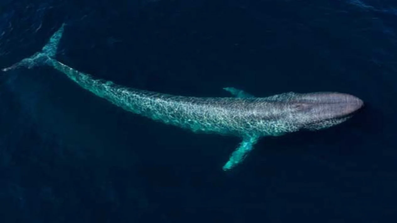 Hewan Buas di Laut, Beberapa di Antaranya Sangat Beracun