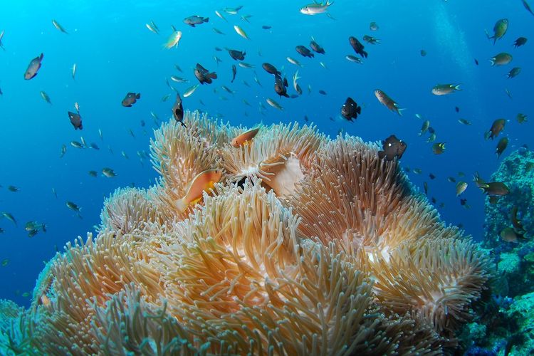 Potensi Maritim RI Melimpah, Luhut Dorong Eksplorasi Lebih Jauh Pendahuluan Indonesia, sebagai negara kepulauan terbesar di dunia, memiliki potensi maritim yang sangat melimpah. Dengan lebih dari 17.000 pulau dan garis pantai sepanjang 99.000 kilometer, Indonesia memiliki sumber daya laut yang sangat beragam, mulai dari hasil perikanan, mineral, hingga keanekaragaman hayati. Dalam konteks ini, Menteri Koordinator Bidang Kemaritiman dan Investasi, Luhut Binsar Pandjaitan, menekankan pentingnya eksplorasi lebih jauh terhadap potensi maritim tersebut. Dalam artikel ini, kita akan membahas empat aspek penting terkait potensi maritim Indonesia dan langkah-langkah yang dapat diambil untuk memaksimalkan pemanfaatan sumber daya ini. 1. Keanekaragaman Hayati Laut Indonesia Indonesia dikenal sebagai salah satu negara dengan keanekaragaman hayati laut yang terluas di dunia. Lautan yang mengelilingi Indonesia merupakan rumah bagi ribuan spesies ikan, terumbu karang, mamalia laut, dan berbagai organisme lainnya. Keanekaragaman ini tidak hanya memiliki nilai ekologis yang tinggi, tetapi juga merupakan aset ekonomi yang dapat dimanfaatkan. Menurut data dari World Wildlife Fund (WWF), Indonesia memiliki sekitar 25% dari total terumbu karang dunia. Terumbu karang ini berfungsi sebagai habitat bagi berbagai spesies ikan dan organisme laut lainnya, sekaligus sebagai pelindung garis pantai dari abrasi. Namun, keanekaragaman ini juga terancam oleh berbagai aktivitas manusia seperti penangkapan ikan yang berlebihan, pencemaran, dan perubahan iklim. Luhut menekankan bahwa pentingnya mengelola sumber daya ini secara berkelanjutan. Eksplorasi lebih jauh terhadap potensi keanekaragaman hayati laut harus dilakukan dengan pendekatan yang bertanggung jawab, termasuk penelitian dan pengembangan teknologi yang dapat mendukung perlindungan dan pemanfaatan sumber daya ini. Dengan pendekatan yang tepat, Indonesia dapat meningkatkan nilai ekonomi dari sektor perikanan dan pariwisata bahari. 2. Potensi Sumber Daya Mineral di Laut Selain keanekaragaman hayati, laut Indonesia juga menyimpan berbagai sumber daya mineral yang belum sepenuhnya dieksplorasi. Mineral seperti mangan, nikel, dan tembaga dapat ditemukan di dasar laut, dan eksplorasi ini dapat menjadi sumber pendapatan yang signifikan bagi negara. Luhut menyatakan bahwa eksplorasi ini tidak hanya penting untuk meningkatkan perekonomian, tetapi juga untuk mengurangi ketergantungan Indonesia pada sumber daya mineral yang ada di daratan. Namun, eksplorasi sumber daya mineral di laut harus dilakukan dengan hati-hati untuk meminimalkan dampak lingkungan. Proses pengambilan mineral dari laut dapat menyebabkan kerusakan ekosistem yang ada. Oleh karena itu, perlu adanya regulasi yang ketat dan teknologi yang ramah lingkungan untuk memastikan bahwa eksplorasi ini tidak merusak keanekaragaman hayati laut. Dalam konteks ini, Luhut mendorong kerjasama antara pemerintah, akademisi, dan sektor swasta untuk melakukan penelitian lebih lanjut mengenai potensi sumber daya mineral di laut. Dengan kolaborasi ini, Indonesia dapat memanfaatkan sumber daya ini secara optimal sambil tetap menjaga keberlanjutan lingkungan. 3. Pengembangan Infrastruktur Maritim Dalam rangka memaksimalkan potensi maritim, pengembangan infrastruktur maritim yang baik sangat diperlukan. Pelabuhan, dermaga, dan sarana transportasi laut lainnya harus diperbaiki dan ditingkatkan untuk mendukung kegiatan eksplorasi dan pemanfaatan sumber daya laut. Luhut mengungkapkan bahwa pemerintah sedang berupaya untuk memperkuat infrastruktur maritim agar dapat mendukung pertumbuhan sektor kelautan dan perikanan. Pengembangan infrastruktur ini juga berdampak pada sektor pariwisata, di mana aksesibilitas menuju tempat-tempat wisata bahari dapat ditingkatkan. Dengan infrastruktur yang baik, Indonesia dapat menarik lebih banyak wisatawan domestik maupun internasional untuk menikmati keindahan laut dan budaya maritim Indonesia. Namun, pembangunan infrastruktur maritim ini harus dilakukan dengan memperhatikan prinsip keberlanjutan. Dampak lingkungan dari pembangunan infrastruktur harus diminimalisir, dan masyarakat lokal harus dilibatkan dalam proses perencanaan dan pembangunan untuk memastikan bahwa manfaat ekonomi dapat dirasakan oleh semua pihak. 4. Kebijakan dan Regulasi untuk Eksplorasi Maritim Untuk mendukung eksplorasi maritim yang berkelanjutan, diperlukan kebijakan dan regulasi yang jelas. Luhut menekankan pentingnya pemerintah untuk mengembangkan regulasi yang dapat mengatur eksplorasi sumber daya laut, baik dari segi teknis, lingkungan, maupun sosial. Kebijakan ini harus mencakup perlindungan terhadap ekosistem laut, pengaturan kegiatan penangkapan ikan, serta pengelolaan sumber daya mineral yang bertanggung jawab. Penerapan teknologi canggih juga menjadi salah satu aspek penting dalam kebijakan eksplorasi maritim. Dengan memanfaatkan teknologi seperti pemetaan bawah air dan pemantauan satelit, pemerintah dapat memantau aktivitas eksplorasi dan memastikan bahwa semua kegiatan dilakukan sesuai dengan regulasi yang ada. Dengan kebijakan yang tepat, Indonesia berpotensi untuk menjadi pemimpin dalam pengelolaan sumber daya maritim secara berkelanjutan. Ini tidak hanya akan memberikan manfaat ekonomi yang besar tetapi juga melestarikan keanekaragaman hayati laut untuk generasi mendatang.