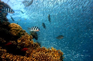 Indonesia, sebagai negara kepulauan terbesar di dunia, memiliki kekayaan sumber daya kelautan yang melimpah. Dengan lebih dari 17.000 pulau, garis pantai sepanjang 81.000 km, dan luas lautan yang mencapai dua pertiga dari total wilayah, potensi kelautan Indonesia sangatlah besar. Sumber daya ini tidak hanya mencakup keanekaragaman hayati, tetapi juga potensi ekonomi yang dapat mendukung kesejahteraan masyarakat. Mengembangkan potensi kelautan Indonesia merupakan suatu keharusan, terutama dalam menghadapi tantangan global seperti perubahan iklim, penurunan kualitas lingkungan, dan meningkatnya permintaan akan sumber daya kelautan. Artikel ini akan membahas empat aspek penting dalam pengembangan potensi kelautan Indonesia, yaitu Keanekaragaman Hayati Laut, Pembangunan Ekonomi Berbasis Laut, Pengelolaan Sumber Daya Perikanan yang Berkelanjutan, dan Penanggulangan Pencemaran Laut. 1. Keanekaragaman Hayati Laut Keanekaragaman hayati laut Indonesia merupakan salah satu yang terkaya di dunia, dan meliputi berbagai jenis biota laut, termasuk ikan, terumbu karang, moluska, serta ekosistem penting seperti mangrove dan padang lamun. Menurut data dari Kementerian Kelautan dan Perikanan (KKP), Indonesia memiliki sekitar 25% dari total terumbu karang dunia dan lebih dari 3.000 spesies ikan. Keberagaman ini tidak hanya memberikan nilai ekologis, namun juga potensi ekonomi yang signifikan. Pentingnya Keanekaragaman Hayati Laut Keanekaragaman hayati laut berperan penting dalam menjaga keseimbangan ekosistem. Terumbu karang, misalnya, menyediakan habitat bagi banyak spesies ikan, yang sangat penting untuk rantai makanan di ekosistem laut. Selain itu, ekosistem laut yang sehat dapat membantu memitigasi dampak perubahan iklim dengan menyerap karbon dioksida. Oleh karena itu, konservasi keanekaragaman hayati laut harus menjadi prioritas utama dalam pengembangan kelautan di Indonesia. Strategi Pengembangan Pengembangan keanekaragaman hayati laut dapat dilakukan melalui beberapa strategi, seperti penelitian dan pengembangan, pendidikan masyarakat, serta kebijakan yang mendukung konservasi. Pemerintah dan lembaga terkait perlu menginvestasikan lebih banyak dana untuk penelitian mengenai spesies yang terancam punah dan ekosistem yang kritis. Selain itu, penyuluhan kepada masyarakat tentang pentingnya menjaga ekosistem laut juga sangat penting untuk meningkatkan kesadaran akan perlunya konservasi. Tantangan yang Dihadapi Namun, pengembangan keanekaragaman hayati laut tidak tanpa tantangan. Aktivitas manusia seperti penangkapan ikan secara berlebihan, pencemaran laut, dan perubahan iklim mengancam kelestarian ekosistem ini. Oleh karena itu, diperlukan kolaborasi antara pemerintah, masyarakat, dan sektor swasta untuk menemukan solusi yang berkelanjutan dalam menjaga keanekaragaman hayati laut Indonesia. 2. Pembangunan Ekonomi Berbasis Laut Pembangunan ekonomi berbasis laut adalah salah satu cara untuk memanfaatkan potensi kelautan Indonesia. Sektor kelautan dan perikanan dapat menjadi pendorong utama pertumbuhan ekonomi, menciptakan lapangan kerja, dan meningkatkan pendapatan masyarakat pesisir. Dalam konteks ini, pemerintah perlu merumuskan kebijakan yang mendukung pengembangan sektor ini secara berkelanjutan. Peluang Ekonomi Sektor perikanan, pariwisata bahari, dan pengelolaan sumber daya mineral adalah beberapa sektor yang dapat dikembangkan lebih lanjut. Dengan peningkatan teknik budidaya perikanan, Indonesia dapat menghasilkan ikan yang berkualitas tinggi untuk diekspor. Selain itu, sektor pariwisata bahari juga menawarkan potensi besar, dengan keindahan alam bawah laut dan budaya lokal yang menarik wisatawan domestik maupun mancanegara. Kebijakan dan Dukungan Pemerintah perlu merumuskan kebijakan yang mendukung investasi di sektor kelautan, termasuk memberikan insentif bagi investor yang ingin melakukan eksplorasi dan pengelolaan sumber daya laut. Selain itu, pelatihan dan pendidikan bagi masyarakat juga penting agar mereka memiliki keterampilan yang dibutuhkan dalam industri berbasis laut. Tantangan dalam Pembangunan Ekonomi Namun, tantangan seperti masalah infrastruktur, akses pasar, dan ketidakpastian regulasi sering kali menghambat pengembangan ekonomi berbasis laut. Untuk itu, penting bagi pemerintah untuk melakukan sinergi antara berbagai stakeholder agar dapat menciptakan ekosistem ekonomi yang mendukung pengembangan sektor kelautan. 3. Pengelolaan Sumber Daya Perikanan yang Berkelanjutan Pengelolaan sumber daya perikanan yang berkelanjutan menjadi salah satu fokus utama dalam mengembangkan potensi kelautan Indonesia. Dengan semakin menipisnya sumber daya ikan akibat penangkapan ikan yang berlebihan, penting untuk menerapkan prinsip-prinsip keberlanjutan dalam pengelolaan perikanan. Prinsip Pengelolaan Berkelanjutan Pengelolaan berkelanjutan melibatkan pengaturan jumlah tangkapan, pemilihan alat tangkap yang ramah lingkungan, serta perlindungan terhadap habitat ikan. Dengan menerapkan prinsip-prinsip ini, diharapkan populasi ikan dapat terjaga dan ekosistem laut tetap seimbang. Penggunaan teknologi informasi dan pemantauan berbasis satelit juga dapat membantu dalam pengelolaan sumber daya perikanan yang lebih efisien. Peran Masyarakat Masyarakat pesisir juga memiliki peran penting dalam pengelolaan sumber daya perikanan. Program pemberdayaan masyarakat, seperti pelatihan untuk mengelola sumber daya secara berkelanjutan, dapat membantu meningkatkan kesadaran dan partisipasi mereka dalam menjaga kelestarian laut. Selain itu, kolaborasi antara masyarakat lokal dan pemerintah dalam pengelolaan perikanan dapat menjadi contoh yang baik dalam menjaga sumber daya laut. Tantangan yang Dihadapi Meskipun ada upaya untuk menerapkan pengelolaan berkelanjutan, tantangan seperti illegal fishing dan perdagangan ikan yang tidak teratur masih menjadi masalah serius. Oleh karena itu, penegakan hukum yang lebih ketat dan peningkatan kapasitas pengawasan perlu dilakukan untuk melindungi sumber daya perikanan Indonesia. 4. Penanggulangan Pencemaran Laut Pencemaran laut merupakan salah satu isu lingkungan yang paling mendesak yang dihadapi Indonesia. Limbah plastik, pencemaran minyak, dan limbah industri adalah beberapa penyebab utama pencemaran laut yang berdampak negatif pada ekosistem dan kesehatan masyarakat. Penyebab dan Dampak Pencemaran Pencemaran laut tidak hanya mengancam keanekaragaman hayati, tetapi juga memengaruhi kehidupan masyarakat pesisir yang bergantung pada sumber daya laut. Banyak spesies ikan dan biota laut lainnya yang terancam punah akibat pencemaran, dan kualitas air yang buruk juga dapat menyebabkan masalah kesehatan bagi masyarakat yang mengonsumsi ikan yang terkontaminasi. Strategi Penanggulangan Penanggulangan pencemaran laut dapat dilakukan melalui beberapa strategi, seperti peningkatan kesadaran masyarakat, penegakan hukum yang ketat terhadap pelanggar, dan pengembangan teknologi untuk membersihkan limbah laut. Pemerintah perlu menggandeng sektor swasta dan organisasi non-pemerintah dalam upaya pembersihan pantai dan pengurangan limbah plastik. Kolaborasi Antara Stakeholder Kolaborasi antara berbagai pihak, termasuk pemerintah, masyarakat, dan dunia usaha, sangat penting dalam upaya mengurangi pencemaran laut. Melalui program-program edukasi dan pelibatan masyarakat dalam kegiatan pembersihan, diharapkan kesadaran akan pentingnya menjaga kebersihan laut dapat meningkat.