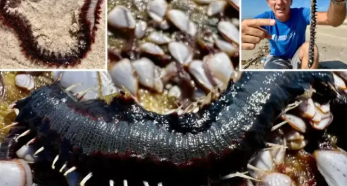 Cacing Api Serbu Pesisir Teluk Texas, Warga AS Diminta Hindari Pantai