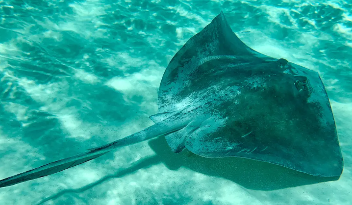 Ikan Pari Jawa Dinyatakan Punah, Jadi Ikan Laut Pertama di Dunia yang Lenyap karena Aktivitas Manusia