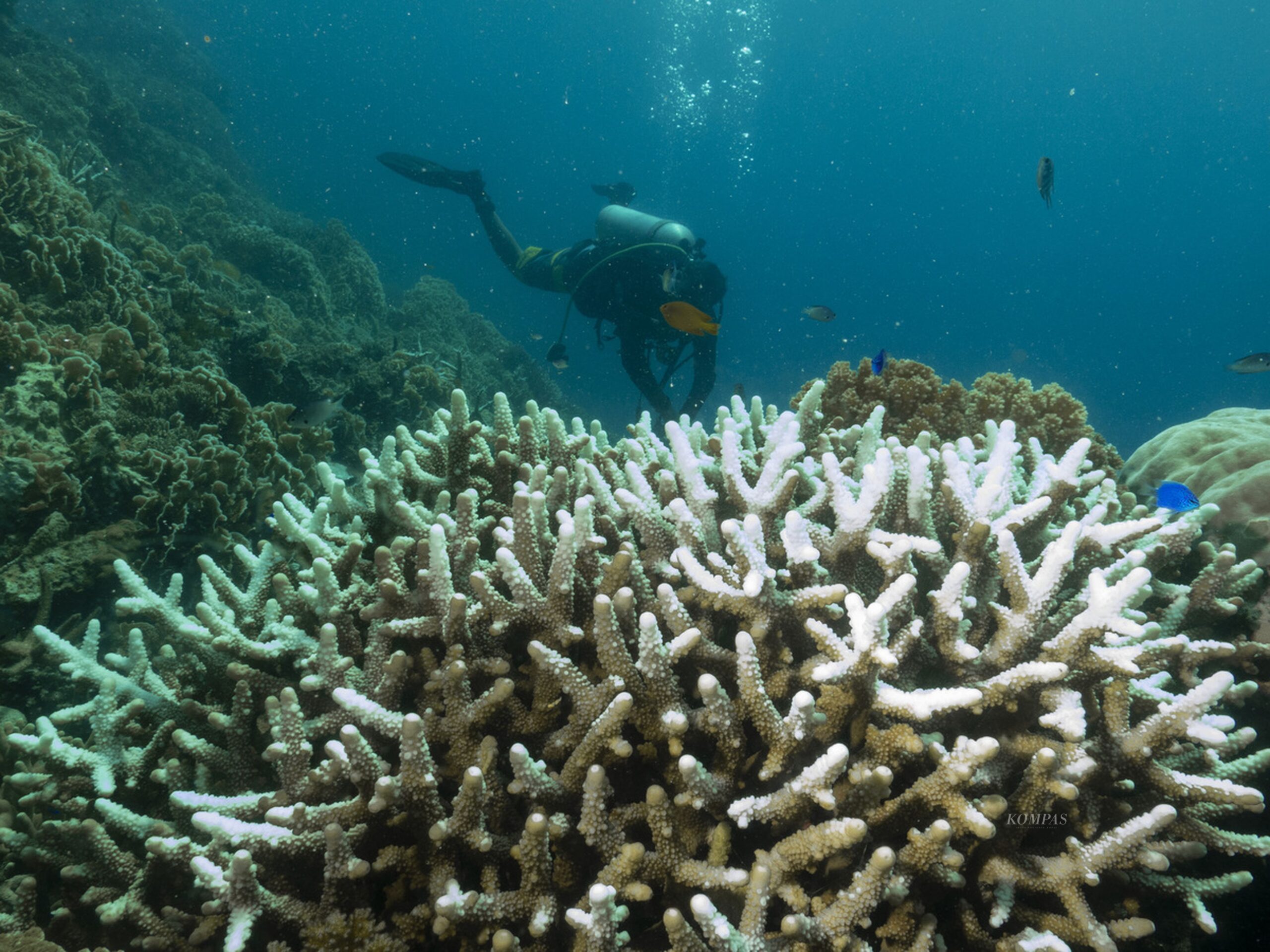 Pemutihan karang adalah fenomena yang semakin mendominasi perbincangan mengenai kesehatan ekosistem laut di seluruh dunia. Proses ini merujuk pada hilangnya warna cerah dari terumbu karang, yang biasanya menjadi daya tarik utama bagi berbagai bentuk kehidupan laut. Dalam beberapa tahun terakhir, pemutihan karang telah meluas ke berbagai belahan dunia, termasuk kawasan yang sebelumnya dianggap aman. Fenomena ini tidak hanya berdampak pada keindahan alam, tetapi juga pada keseimbangan ekosistem laut, kehidupan masyarakat yang bergantung pada sumber daya laut, dan perubahan iklim. Artikel ini akan membahas secara mendalam mengenai penyebab, dampak, upaya mitigasi, dan masa depan terumbu karang di dunia yang semakin terancam oleh pemutihan. Penyebab Pemutihan Karang Pemutihan karang disebabkan oleh berbagai faktor yang saling terkait. Salah satu penyebab utama adalah peningkatan suhu air laut akibat perubahan iklim. Karang memiliki simbiosis dengan alga zooxanthellae yang memberi warna dan nutrisi pada karang. Ketika suhu air laut naik, alga ini dapat mengalami stres, yang mengakibatkan karang melepaskan alga tersebut. Proses ini menghasilkan hilangnya warna cerah karang, yang dikenal sebagai pemutihan. Selain perubahan suhu, polusi juga berkontribusi terhadap pemutihan karang. Limbah industri, pupuk dari pertanian, dan limbah domestik dapat mencemari perairan laut, mengganggu keseimbangan ekosistem. Zat-zat berbahaya ini dapat mempengaruhi kesehatan karang dan alga simbiotik yang mereka butuhkan untuk bertahan hidup. Selain itu, praktik penangkapan ikan yang merusak, seperti penggunaan jaring yang menyapu dasar laut, juga berkontribusi pada kerusakan terumbu karang. Dampak dari kegiatan manusia lainnya, seperti pembangunan pesisir, penambangan pasir, dan pariwisata yang tidak berkelanjutan, juga dapat memperburuk kondisi terumbu karang. Semua faktor ini berkontribusi pada pemutihan karang, dan bila tidak ditangani dengan baik, dapat mengakibatkan keruntuhan ekosistem laut yang lebih luas. Dampak Pemutihan Karang pada Ekosistem Laut Pemutihan karang memiliki dampak yang sangat signifikan terhadap ekosistem laut. Terumbu karang berfungsi sebagai habitat bagi hampir 25% spesies laut yang diketahui. Ketika terumbu karang mengalami pemutihan, banyak spesies yang bergantung padanya untuk tempat tinggal, makanan, dan perlindungan akan terancam. Ini menyebabkan penurunan keanekaragaman hayati dan dapat memicu rantai reaksi yang merusak. Salah satu dampak paling langsung dari pemutihan karang adalah hilangnya sumber pangan. Banyak komunitas pesisir bergantung pada ikan dan organisme laut lainnya yang hidup di sekitar terumbu karang. Ketika terumbu karang mengalami kerusakan, jumlah ikan berkurang, yang berdampak pada ketahanan pangan dan ekonomi masyarakat. Selain itu, terumbu karang juga berfungsi sebagai pelindung alami bagi pantai dari ombak dan badai. Kehilangan terumbu karang dapat menyebabkan peningkatan erosi pantai dan kerentanan terhadap bencana alam seperti tsunami. Dampak psikologis dan sosial juga tidak bisa diabaikan. Keindahan terumbu karang menarik wisatawan dari seluruh dunia, dan pemutihan dapat mengurangi daya tarik tujuan wisata ini. Hal ini berpotensi merugikan industri pariwisata dan ekonomi lokal yang bergantung pada kegiatan tersebut. Dengan demikian, pemutihan karang bukan hanya masalah lingkungan, tetapi juga isu sosial dan ekonomi yang memerlukan perhatian serius. Upaya Mitigasi dan Konservasi Menanggapi fenomena pemutihan karang, berbagai upaya mitigasi dan konservasi telah dilakukan di tingkat global, regional, dan lokal. Salah satu pendekatan yang paling penting adalah pengurangan emisi gas rumah kaca untuk memitigasi perubahan iklim. Negara-negara di seluruh dunia perlu bekerja sama untuk mencapai komitmen internasional seperti Perjanjian Paris guna mengurangi pemanasan global yang menjadi penyebab utama pemutihan karang. Di tingkat lokal, beberapa negara telah membentuk kawasan konservasi laut yang melindungi terumbu karang dari penangkapan ikan yang merusak dan polusi. Kawasan ini memberikan perlindungan terhadap habitat terumbu karang dan mendukung pelestarian keanekaragaman hayati. Selain itu, pendidikan dan kesadaran masyarakat juga penting untuk mendorong perilaku yang lebih ramah lingkungan. Teknologi juga memainkan peran penting dalam upaya mitigasi. Penelitian dan pengembangan metode budidaya karang yang lebih tahan terhadap perubahan iklim dan pemutihan menjadi fokus banyak ilmuwan. Inisiatif restorasi terumbu karang melalui transplantasi karang yang sehat ke area terdampak juga sedang berlangsung di berbagai lokasi. Dengan kombinasi dari berbagai pendekatan ini, harapan untuk menyelamatkan terumbu karang dari pemutihan masih ada, tetapi memerlukan kerjasama global yang kuat. Masa Depan Terumbu Karang di Dunia Masa depan terumbu karang di dunia bergantung pada tindakan yang diambil saat ini. Jika tren perubahan iklim dan kerusakan lingkungan berlanjut, kita mungkin menyaksikan penurunan lebih lanjut dalam kesehatan terumbu karang. Namun, jika kita dapat berkomitmen untuk perubahan perilaku dan kebijakan yang lebih baik, ada kemungkinan untuk memulihkan dan melindungi ekosistem ini. Inovasi dalam ilmu pengetahuan dan teknologi memberikan harapan baru untuk pelestarian terumbu karang. Penelitian yang lebih dalam tentang cara karang merespons perubahan lingkungan akan membantu dalam merancang metode pemulihan yang lebih efektif. Selain itu, kolaborasi internasional dalam penelitian dan pengelolaan sumber daya laut juga akan sangat penting. Masyarakat juga perlu diberdayakan untuk berperan aktif dalam pelestarian terumbu karang. Melalui program pendidikan dan kesadaran, masyarakat dapat lebih memahami pentingnya menjaga ekosistem laut. Dengan dukungan dari semua pihak, termasuk pemerintah, ilmuwan, dan masyarakat, ada harapan untuk masa depan terumbu karang yang lebih baik.