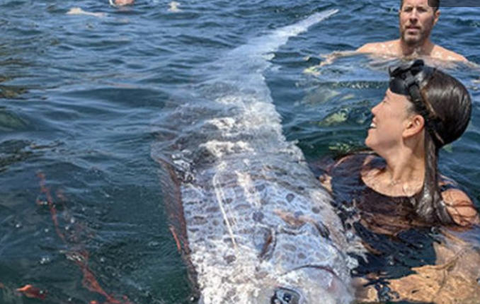 Oarfish, ikan laut dalam yang sering kali dianggap sebagai makhluk mitos, kembali menjadi perbincangan hangat setelah muncul di permukaan lautan setelah hampir satu abad. Penemuan ini menarik perhatian banyak orang, terutama dalam konteks yang lebih luas tentang kemungkinan hubungan antara penampakan oarfish dan kejadian gempa bumi. Selama bertahun-tahun, rakyat di berbagai belahan dunia telah percaya bahwa kehadiran oarfish bisa menjadi pertanda akan adanya bencana alam, khususnya gempa bumi. Namun, seberapa kuatkah hubungan ini? Artikel ini akan membahas fenomena oarfish, hubungan antara penampakannya dengan gempa bumi, serta mitos dan fakta di balik kepercayaan ini. Sejarah Oarfish dan Penemuan Terakhir Oarfish (Regalecus glesne) dikenal sebagai salah satu ikan terpanjang di dunia, dapat mencapai panjang hingga 11 meter. Meski panjangnya mengesankan, ikan ini jarang terlihat oleh manusia karena habitatnya yang dalam, biasanya berada di kedalaman 200 hingga 1.000 meter. Dalam sejarahnya, oarfish telah menjadi subjek banyak legenda dan mitos. Dalam beberapa budaya, oarfish sering dianggap sebagai penguasa laut yang dapat membawa bencana. Penemuan oarfish terakhir di permukaan lautan terjadi di berbagai belahan dunia, termasuk pantai-pantai di Jepang dan Kalifornia. Penemuan ini sering kali diikuti oleh teori-teori konspirasi yang menarik perhatian media. Detail tentang bagaimana dan kapan penemuan tersebut terjadi menjadi semakin menarik, terutama ketika berkaitan dengan kepercayaan masyarakat bahwa penampakan oarfish bisa menjadi pertanda akan bencana alam. Dalam beberapa kasus, oarfish yang ditemukan dalam kondisi mati sering kali diasosiasikan dengan kejadian gempa bumi. Namun, perlu dicatat bahwa penampakan oarfish bukanlah hal yang baru. Ikan ini telah tercatat dalam catatan sejarah sejak abad ke-16, dan banyak penemuan sebelumnya tidak secara langsung berkaitan dengan gempa bumi. Ini menunjukkan bahwa meskipun ada pola, belum ada bukti ilmiah yang kuat untuk mendukung ide bahwa kehadiran oarfish selalu berhubungan dengan gempa. Dengan penemuan oarfish yang baru, para ilmuwan dan peneliti berusaha untuk mengeksplorasi lebih jauh fenomena ini. Pertanyaan yang muncul adalah: apakah ada penjelasan ilmiah di balik kepercayaan ini? Dan mengapa penampakan oarfish tiba-tiba menjadi lebih sering setelah periode waktu yang lama? Oarfish dan Gempa Bumi: Mitos atau Fakta? Sejak dulu, masyarakat telah mengaitkan munculnya oarfish dengan kejadian gempa bumi. Beberapa masyarakat, terutama yang tinggal di daerah pesisir, percaya bahwa oarfish akan muncul menjelang terjadinya gempa. Hal ini didasarkan pada pengalaman dan pengamatan yang dilakukan selama berabad-abad. Namun, apakah ini benar? Atau hanya sebuah mitos yang berkembang dalam masyarakat? Salah satu teori yang mendasari kepercayaan ini adalah bahwa ikan laut dalam seperti oarfish dapat merasakan perubahan tekanan dan getaran di dalam air sebelum terjadinya gempa. Beberapa peneliti mencatat bahwa hewan laut dapat merasakan gelombang seismik yang lebih awal dibandingkan dengan manusia. Ini mungkin menjelaskan mengapa oarfish dan beberapa spesies ikan lainnya dapat terlihat lebih aktif atau mendekat ke permukaan ketika ada perubahan di bawah laut. Namun, penelitian ilmiah yang mendalam mengenai fenomena ini masih terbatas. Banyak studi yang dilakukan untuk memahami perilaku ikan sebelum gempa tidak dapat memberikan kesimpulan yang pasti. Sebagian besar peneliti berpendapat bahwa meskipun ada pola tertentu, faktor-faktor lain seperti perubahan lingkungan, suhu air, dan aktivitas manusia di laut juga berkontribusi terhadap perilaku ikan. Lebih lanjut, beberapa penelitian menunjukkan bahwa meskipun ada peningkatan penampakan oarfish sebelum gempa, hal ini tidak cukup konsisten untuk dijadikan indikator yang dapat diandalkan. Penelitian lebih lanjut diperlukan untuk menggali hubungan ini secara lebih mendalam dan menyeluruh agar dapat memberikan pemahaman yang lebih baik mengenai fenomena ini. Dampak Sosial dan Psikologis dari Penampakan Oarfish Penampakan oarfish tidak hanya menarik perhatian ilmuwan, tetapi juga memicu kepanikan dan ketakutan di kalangan masyarakat. Ketika berita tentang penemuan oarfish menyebar, banyak orang mulai menghubungkannya dengan potensi terjadinya gempa bumi. Ini menciptakan gelombang kekhawatiran yang sering kali tidak beralasan, tetapi mampu mempengaruhi psikologi masyarakat secara signifikan. Media sering kali memperbesar isu ini, menyoroti penemuan oarfish dan mengaitkannya dengan ramalan bencana. Ini dapat menyebabkan reaksi berlebihan dari masyarakat, terutama di daerah yang rawan gempa. Ketika masyarakat mempercayai bahwa kemunculan oarfish adalah tanda bahwa gempa akan segera terjadi, mereka mungkin merasa cemas dan tidak nyaman, bahkan dapat mempengaruhi aktivitas sehari-hari mereka. Dari perspektif sosial, kepercayaan ini juga dapat memicu tindakan kolektif, seperti persiapan untuk evakuasi atau pengumpulan bantuan. Sementara persiapan dan kewaspadaan terhadap bencana alam adalah hal yang penting, panik yang tidak berdasar dapat mengarah pada tindakan yang tidak efektif dan membuang-buang sumber daya. Oleh karena itu, penting bagi masyarakat untuk mendapatkan informasi yang akurat dari sumber yang terpercaya agar tidak terjebak dalam mitos. Dengan meningkatnya akses informasi melalui internet dan media sosial, informasi yang salah dapat menyebar dengan cepat. Ini menambah tantangan bagi pemerintah dan lembaga terkait dalam memberikan pendidikan dan informasi yang benar tentang gempa bumi serta memperbaiki pemahaman masyarakat tentang fenomena ini. Pembelajaran yang baik dan pemahaman yang akurat dapat membantu masyarakat menghadapi kemungkinan bencana dengan lebih tenang dan terencana. Mencari Bukti Ilmiah: Apa yang Dikatakan Penelitian? Dengan banyaknya kepercayaan yang mengaitkan penampakan oarfish dengan gempa bumi, penting untuk mencari bukti ilmiah yang dapat mendukung atau membantah teori ini. Sejumlah studi telah dilakukan untuk memahami perilaku hewan laut, termasuk oarfish, menjelang terjadinya gempa. Banyak dari penelitian ini berfokus pada bagaimana hewan laut merespon perubahan fisik di lautan. Sebuah penelitian yang dilakukan oleh para ilmuwan di Jepang menemukan bahwa beberapa spesies ikan, termasuk beberapa yang hidup di kedalaman lautan, dapat berubah perilakunya menjelang terjadinya gempa bumi. Meskipun demikian, tidak ada bukti konkret yang menunjukkan bahwa oarfish memiliki kemampuan unik untuk merasakan gempa lebih cepat dibandingkan dengan spesies lain. Penelitian ini menunjukkan bahwa ada beberapa faktor yang mempengaruhi perilaku ikan, yang tidak selalu bisa dijelaskan dengan satu indikator. Selain itu, para peneliti juga berusaha untuk mengeksplorasi lebih lanjut hubungan antara perubahan lingkungan, seperti suhu air, salinitas, dan polusi, dengan perilaku ikan. Dalam beberapa kasus, perubahan ini bisa jadi penyebab ikan bergerak ke permukaan, bukan karena adanya gempa yang akan terjadi. Penelitian lebih lanjut diperlukan untuk memahami dengan baik fenomena ini dan untuk memberikan panduan yang lebih akurat bagi masyarakat. Oleh karena itu, penting bagi kita untuk tidak mengandalkan kepercayaan yang tidak berdasar tanpa dukungan ilmiah yang jelas. Meskipun penampakan oarfish mungkin menarik dan menimbulkan rasa ingin tahu, pemahaman yang lebih dalam dan berbasis penelitian diperlukan untuk memberikan gambaran yang lebih akurat tentang hubungan antara oarfish dan gempa bumi. Kesimpulan Penemuan oarfish setelah satu abad dan hubungannya dengan gempa bumi merupakan fenomena yang menarik untuk dibahas. Meskipun ada kepercayaan di masyarakat bahwa penampakan oarfish dapat menjadi tanda akan terjadinya gempa, penelitian ilmiah hingga saat ini belum memberikan bukti yang cukup kuat untuk mendukung teori tersebut. Mitos yang berkembang seputar oarfish menunjukkan dampak sosial dan psikologis yang signifikan, yang dapat mempengaruhi cara masyarakat bereaksi terhadap kemungkinan bencana. Oleh karena itu, penting untuk selalu merujuk pada informasi yang akurat dan berbasis ilmiah dalam memahami fenomena ini. Kesadaran dan pendidikan tentang bencana alam, termasuk gempa bumi, sangat penting untuk membantu masyarakat bersikap lebih tenang dan terencana. Penelitian lebih lanjut harus dilakukan untuk mengeksplorasi hubungan antara hewan laut dan aktivitas seismik, sehingga kita dapat lebih memahami fenomena ini dengan lebih baik. Dengan demikian, kita dapat menghadapi tantangan yang mungkin timbul dari bencana alam dengan lebih siap dan berdaya.